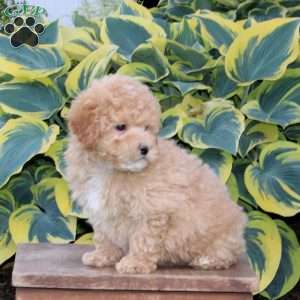 Honey, Maltipoo Puppy